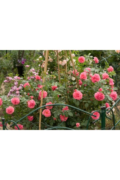 Троянда Діді Бріджуотер під час масового цвітіння